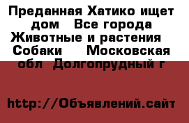 Преданная Хатико ищет дом - Все города Животные и растения » Собаки   . Московская обл.,Долгопрудный г.